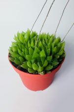 Haworthia Cymbiformis – Şeffaf yapraklı büyük boy sukulent - Görsel 2