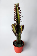 Afrika Süt Ağacı (Eforbia Trigona)