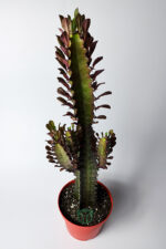 Afrika Süt Ağacı (Eforbia Trigona) - 30 cm Büyük Boy - 12 cm Saksıda - Görsel 2