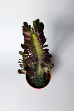 Afrika Süt Ağacı (Eforbia Trigona) - 30 cm Büyük Boy - 12 cm Saksıda - Görsel 3