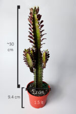 Afrika Süt Ağacı (Eforbia Trigona) - 30 cm Büyük Boy - 12 cm Saksıda - Görsel 4