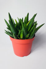 Aloe Vera bitkisi sarı sabır