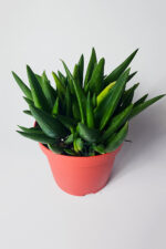 Aloe Vera Bitkisi (Sarı Sabır) 5 ve Üzeri Köklü - Görsel 2