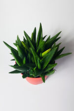 Aloe Vera Bitkisi (Sarı Sabır) 5 ve Üzeri Köklü - Görsel 3