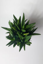 Aloe Vera Bitkisi (Sarı Sabır) 5 ve Üzeri Köklü - Görsel 4