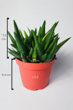 Aloe Vera Bitkisi (Sarı Sabır) 5 ve Üzeri Köklü - Görsel 5