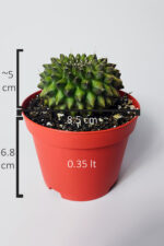 Dikensiz Kaktüs – Gymnocalycium Mihanovichii Inermis - Koleksiyonluk - Görsel 5