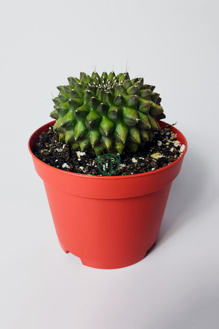 Dikensiz Kaktüs – Gymnocalycium Mihanovichii Inermis