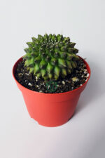 Dikensiz Kaktüs – Gymnocalycium Mihanovichii Inermis - Koleksiyonluk - Görsel 2