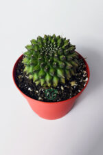 Dikensiz Kaktüs – Gymnocalycium Mihanovichii Inermis - Koleksiyonluk - Görsel 3