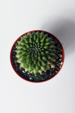 Dikensiz Kaktüs – Gymnocalycium Mihanovichii Inermis - Koleksiyonluk - Görsel 4