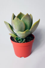 Graptopetalum sukulent