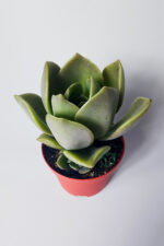 Graptopetalum – Renk Geçişli Etli Yapraklı Sukulent 8.5 cm Saksıda - Görsel 2