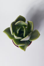 Graptopetalum – Renk Geçişli Etli Yapraklı Sukulent 8.5 cm Saksıda - Görsel 3