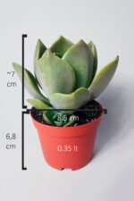Graptopetalum – Renk Geçişli Etli Yapraklı Sukulent 8.5 cm Saksıda - Görsel 4