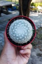 Mammillaria Candida Kaktüs Koleksiyonluk Nadir Tür - Görsel 2