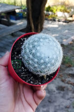 Mammillaria Candida Kaktüs Koleksiyonluk Nadir Tür - Görsel 3