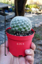 Mammillaria Candida Kaktüs Koleksiyonluk Nadir Tür - Görsel 4