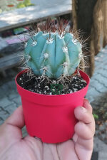 Melocactus Azureus mavi kaktüs