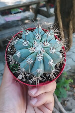 Melocactus Azureus (Mavi Kaktüs) Nadir Renkli Kaktüs - Görsel 2