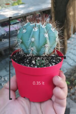 Melocactus Azureus (Mavi Kaktüs) Nadir Renkli Kaktüs - Görsel 3