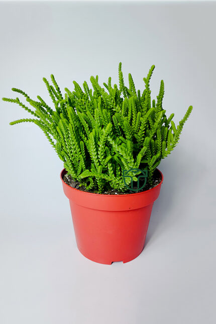 Crassula Muscosa, Prenses Çamı