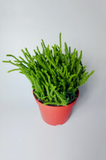 Prenses Çami büyük boy Crassula Muscosa 12 cm saksıda - Görsel 2
