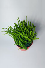 Prenses Çami büyük boy Crassula Muscosa 12 cm saksıda - Görsel 3