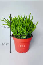 Prenses Çami büyük boy Crassula Muscosa 12 cm saksıda - Görsel 4