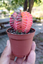 Renkli Kaktus Gymnocalycium Mihanovichii Pembe