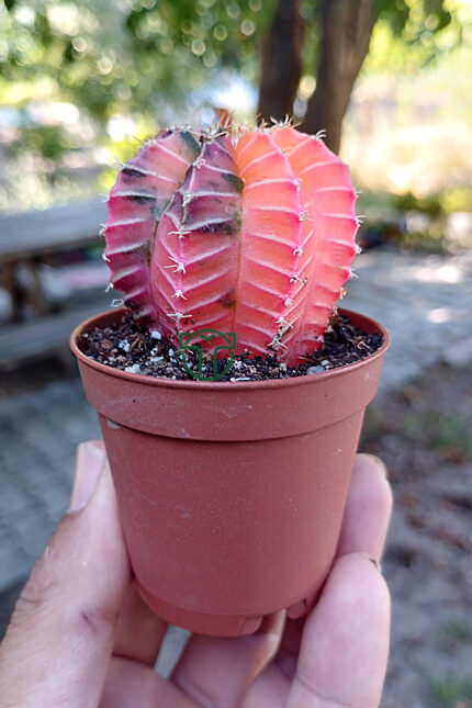 Renkli Kaktus Gymnocalycium Mihanovichii Pembe