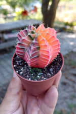 Renkli Kaktus - Gymnocalycium Mihanovichii (Pembe) Nadir Kaktüs 5.5 cm Saksida - Görsel 2