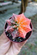 Renkli Kaktus - Gymnocalycium Mihanovichii (Pembe) Nadir Kaktüs 5.5 cm Saksida - Görsel 3