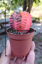 Renkli Kaktus - Gymnocalycium Mihanovichii (Pembe) Nadir Kaktüs 5.5 cm Saksida - Görsel 4