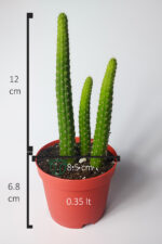 Hildewintera Aureispina 3'lü özel tür boyuna uzayan kaktüs - Görsel 4