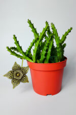Leş kaktüsü Stapelia Lepida Orbea