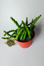 Leş kaktüsü Stapelia Lepida Orbea sarı çiçekli 12 cm saksıda - Görsel 2