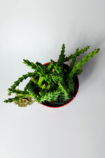 Leş kaktüsü Stapelia Lepida Orbea sarı çiçekli 12 cm saksıda - Görsel 3