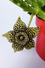 Leş kaktüsü Stapelia Lepida Orbea sarı çiçekli 12 cm saksıda - Görsel 4
