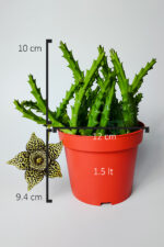Leş kaktüsü Stapelia Lepida Orbea sarı çiçekli 12 cm saksıda - Görsel 5