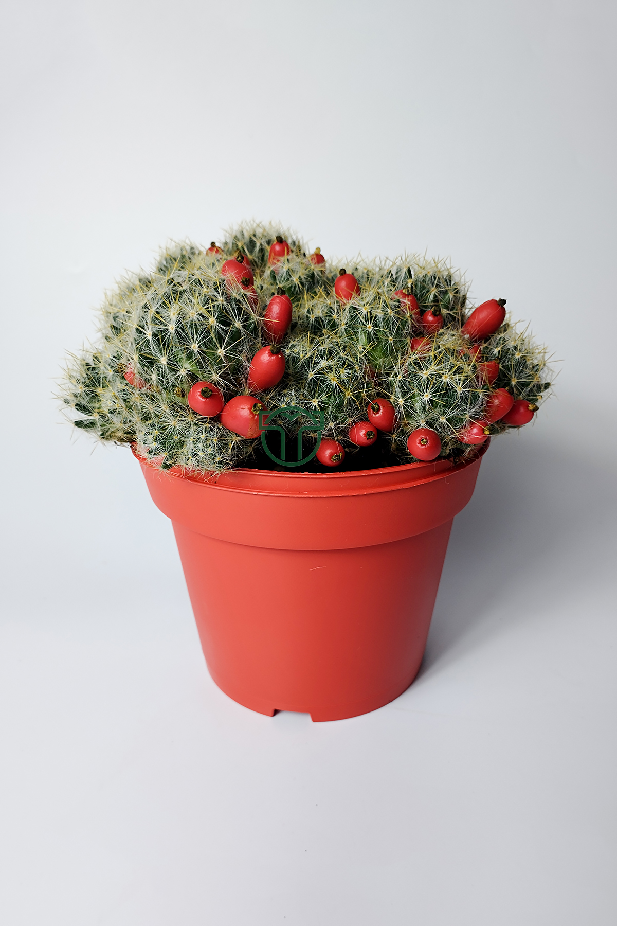 mammillaria-prolifera-meyveli-buyuk-boy-12-cm-saksida-01 mammillaria prolifera