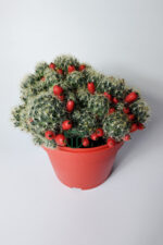 Mammillaria Prolifera meyveli büyük boy 12 cm saksıda - Görsel 2