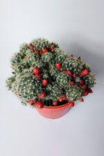 Mammillaria Prolifera meyveli büyük boy 12 cm saksıda - Görsel 3