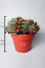 Mammillaria Prolifera meyveli büyük boy 12 cm saksıda - Görsel 4