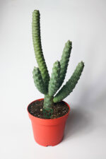 Tephrocactus Strobiliformis