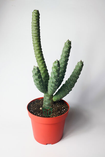 Tephrocactus Strobiliformis