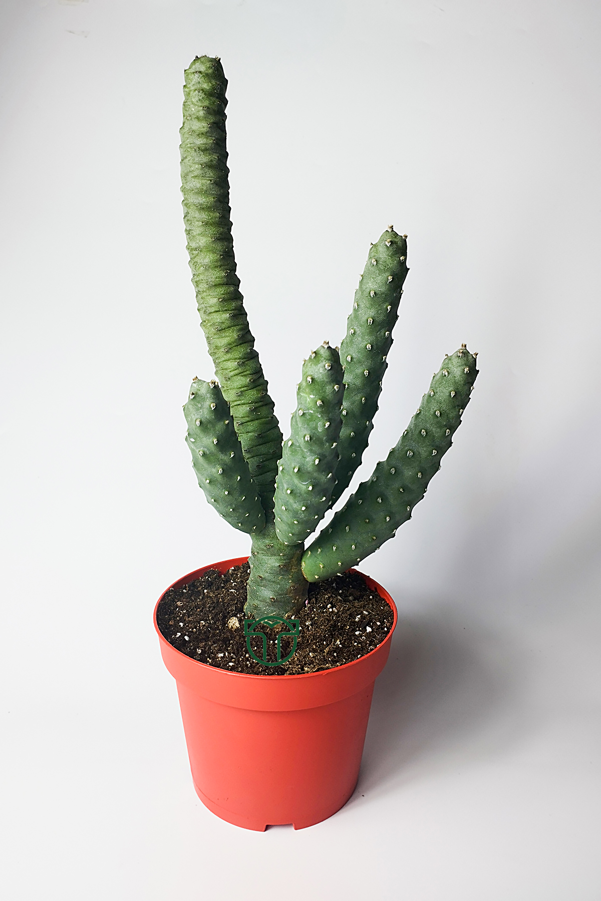 tephrocactus-strobiliformis-koleksiyon-kaktus-12-cm-saksida-01 Tephrocactus Strobiliformis
