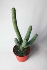 Tephrocactus Strobiliformis Koleksiyon Kaktüs 12 cm Saksıda - Görsel 2