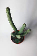Tephrocactus Strobiliformis Koleksiyon Kaktüs 12 cm Saksıda - Görsel 3