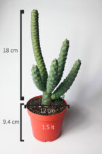 Tephrocactus Strobiliformis Koleksiyon Kaktüs 12 cm Saksıda - Görsel 4